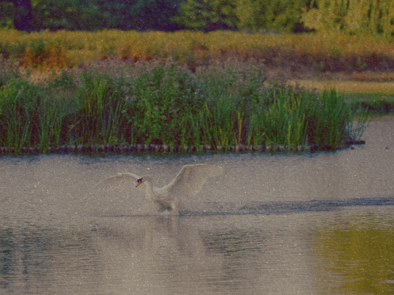 Image of a swan on a pond, edited by the author. Image from 